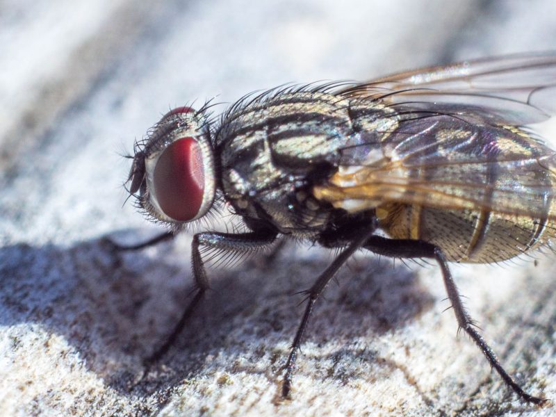 Parasitnix Bergheim - Schädlingsbekämpfung - Kammerjäger