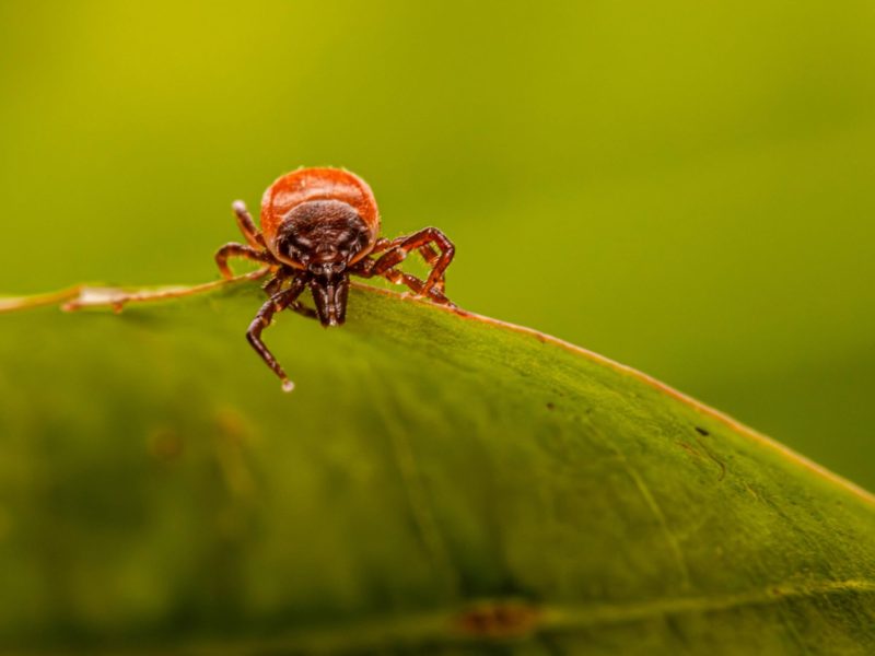 Parasitnix Bergheim - Schädlingsbekämpfung - Kammerjäger