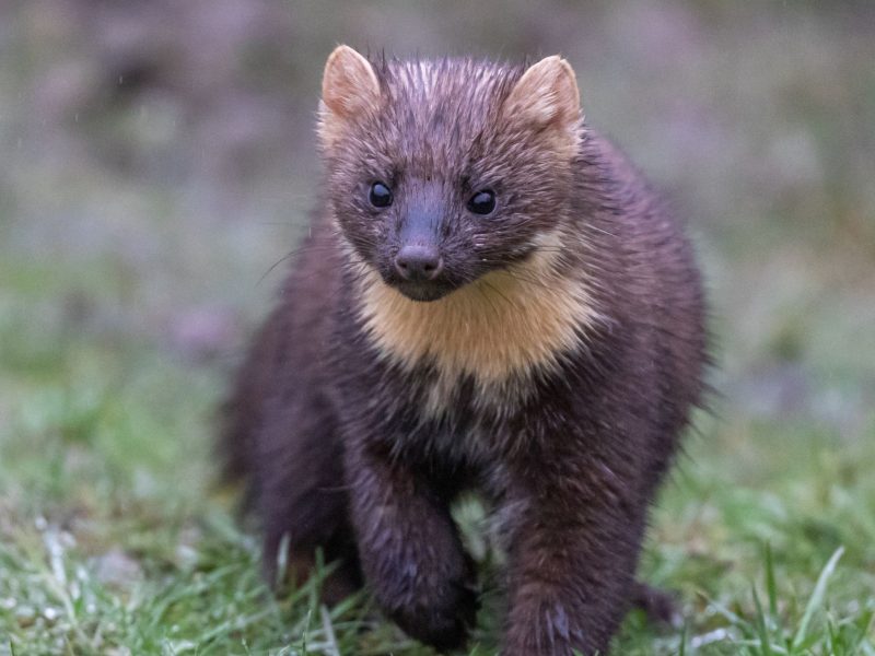 Parasitnix Bergheim - Schädlingsbekämpfung - Kammerjäger