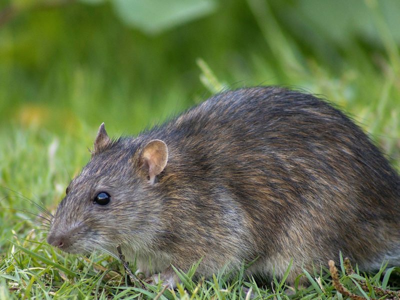 Parasitnix Bergheim - Schädlingsbekämpfung - Kammerjäger